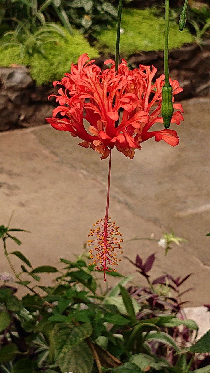 tropical flower