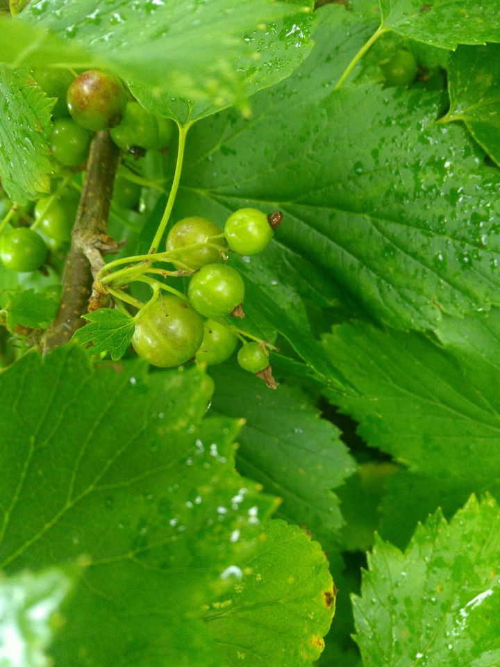 лето