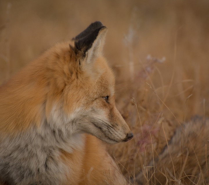 Fox