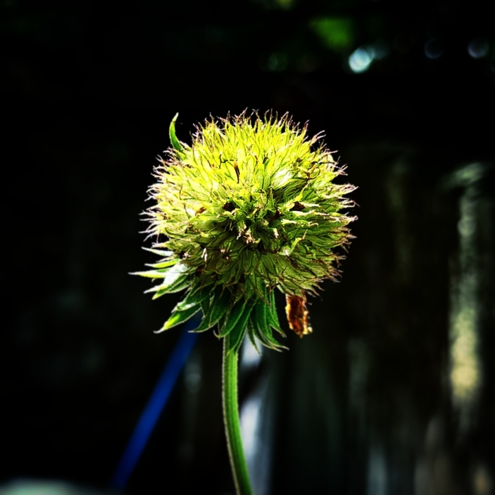 #mobilephotography