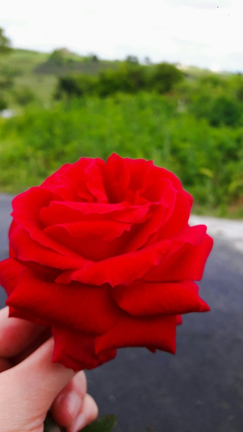 Rose