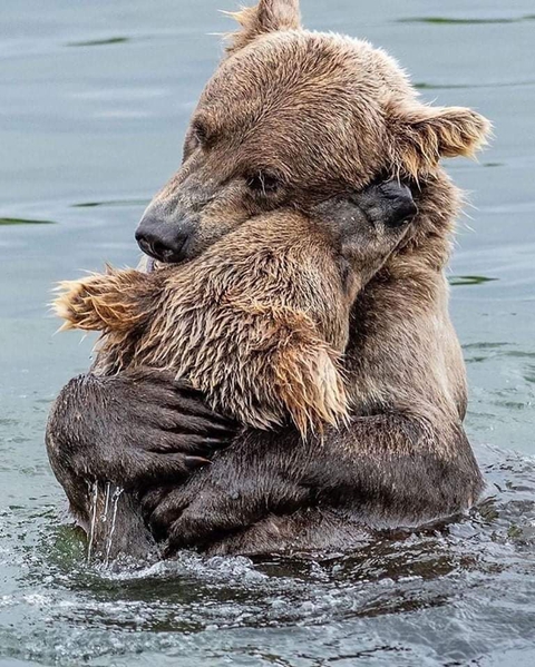 Bear Hugs