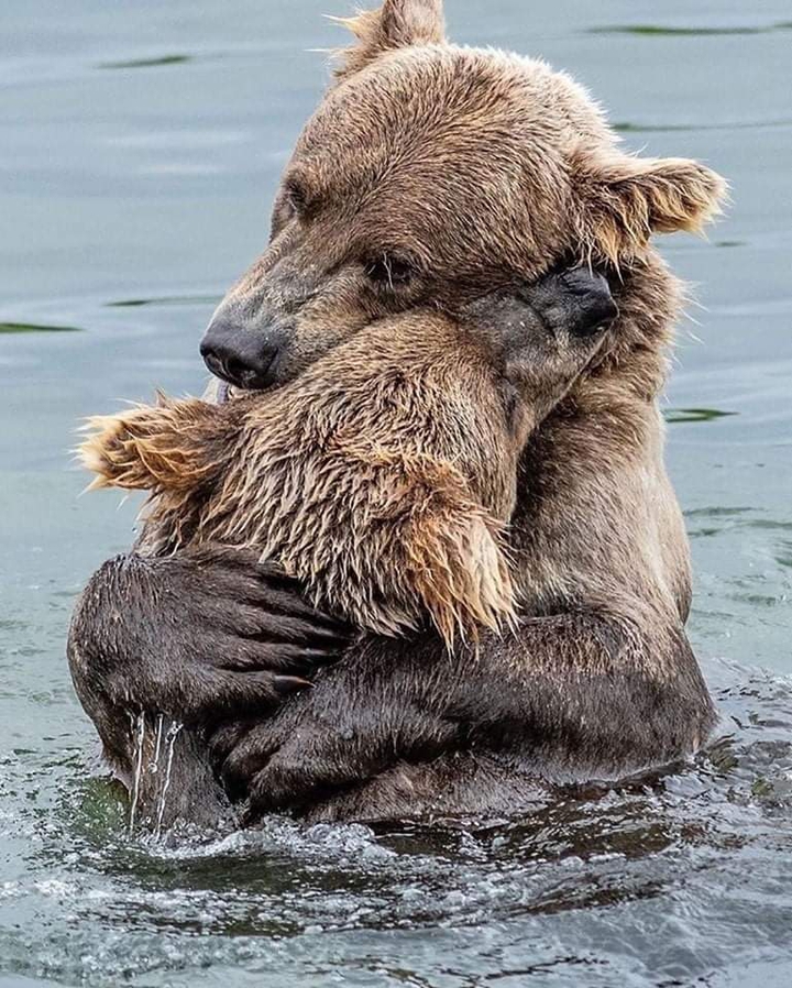 Bear Hugs