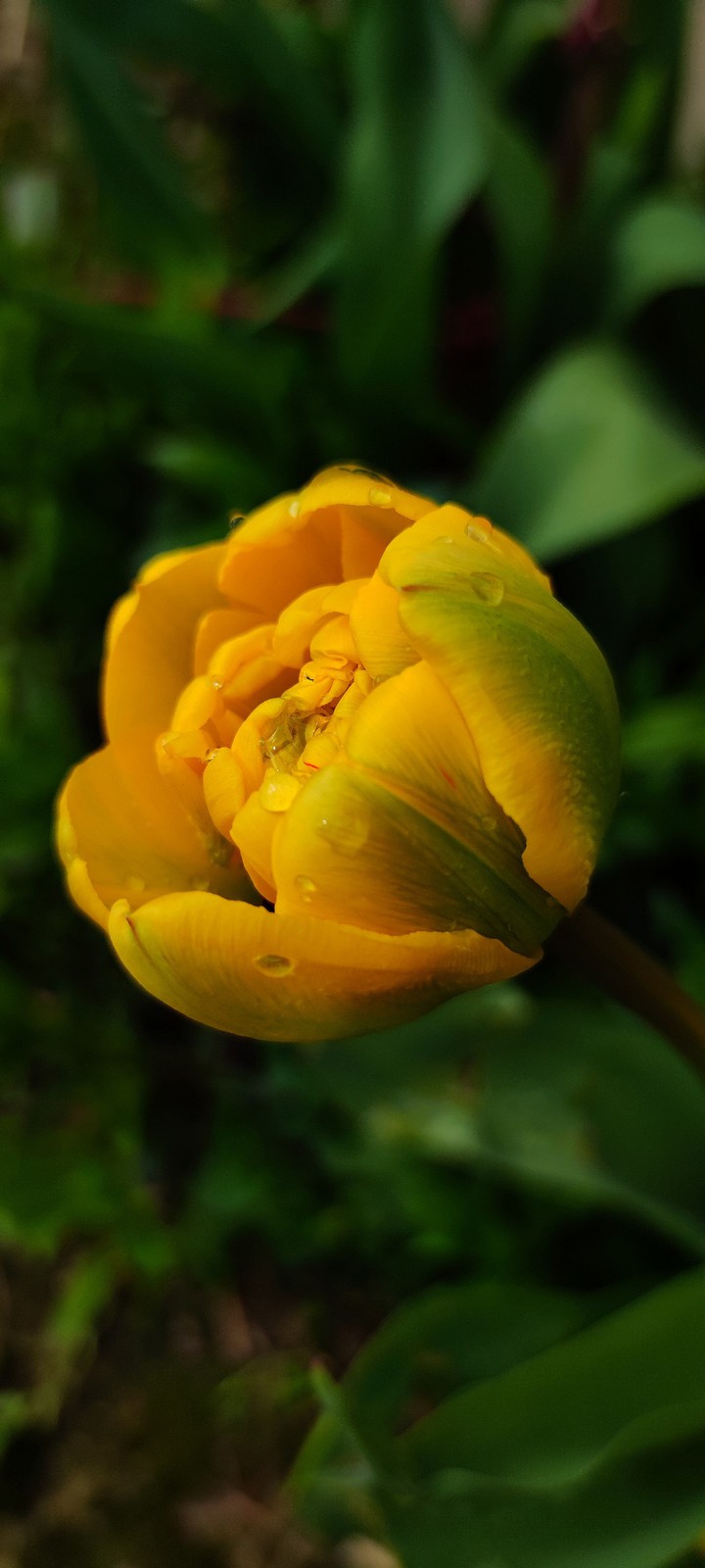 tulip