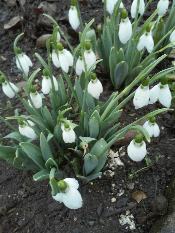 Snowdrops