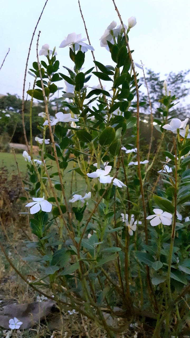Plant