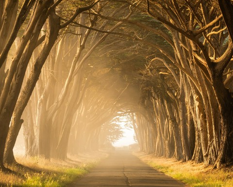 image of forest path in golden time