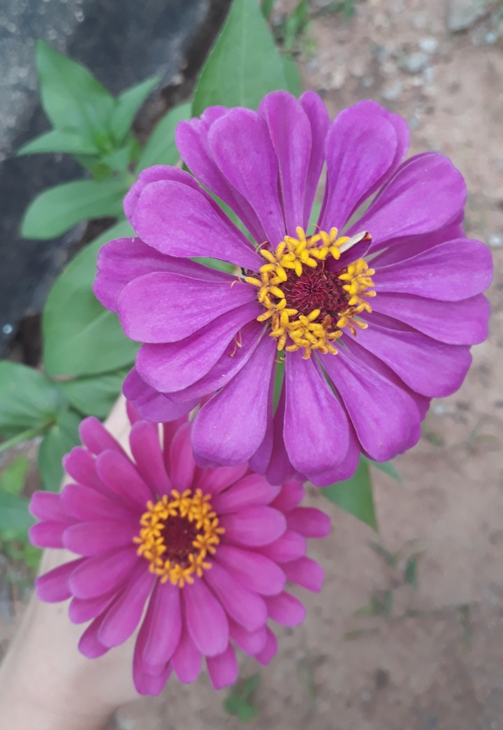 flores