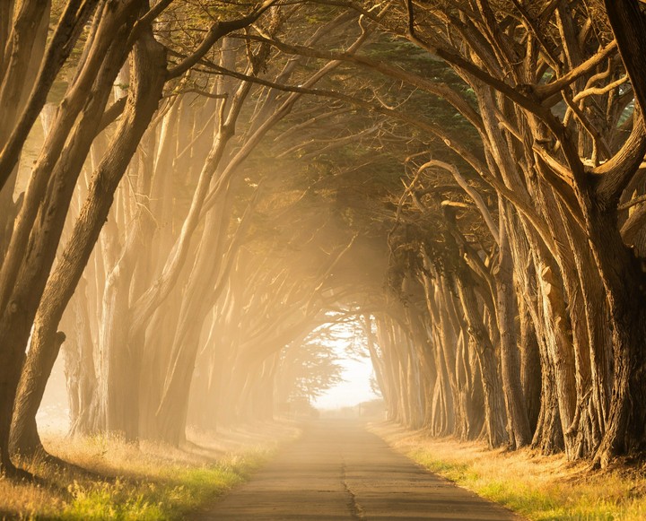 image of forest path in golden time