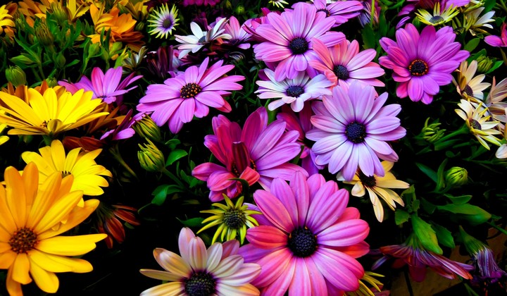 flower