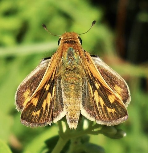 hình nền insect, skippers