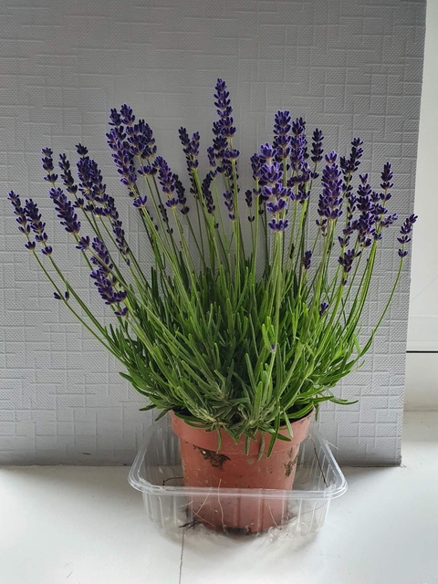 purple, plant Hintergrundbilder