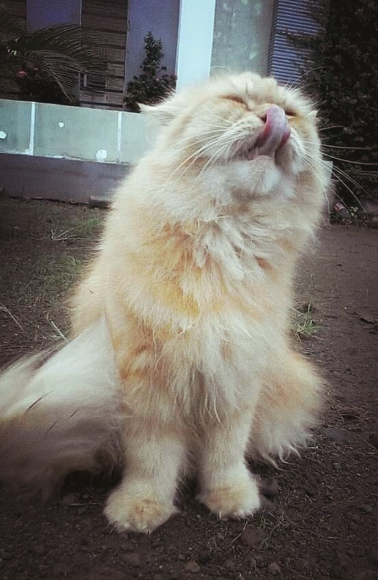 leo
