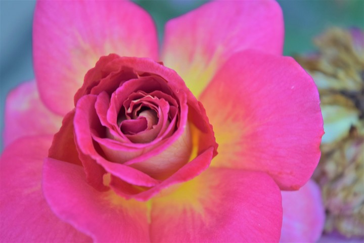 Pink Rose