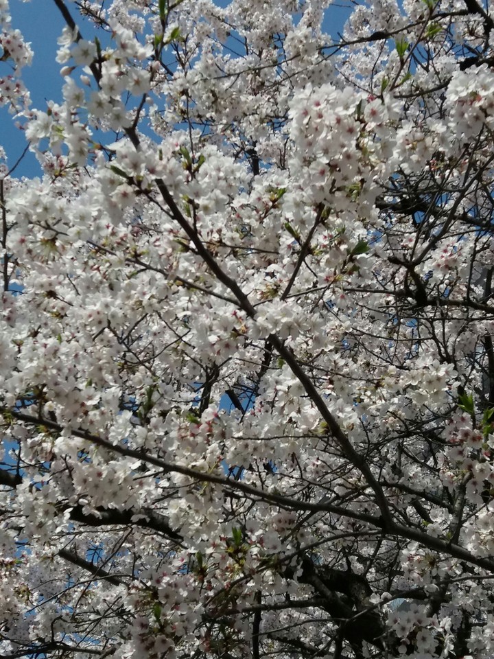 봄꽃