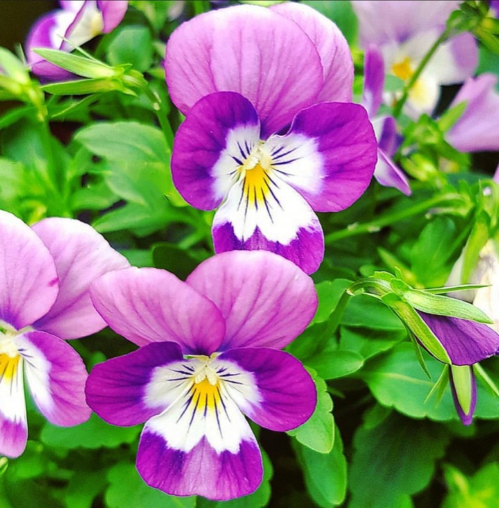 pansy