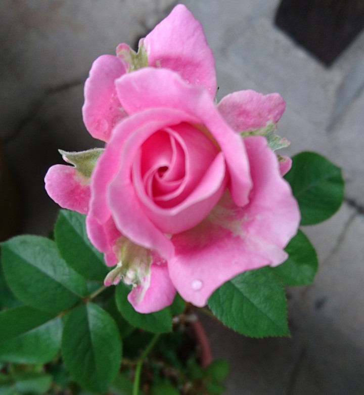薔薇