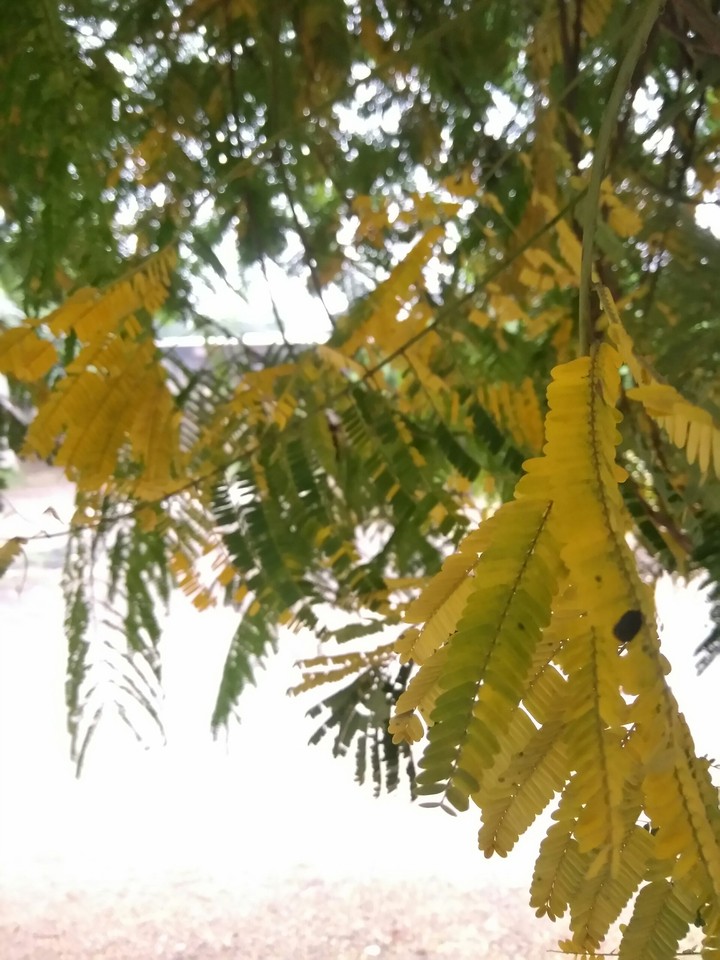 leaf