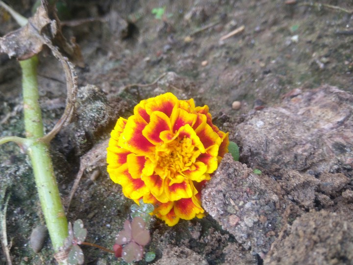 flower