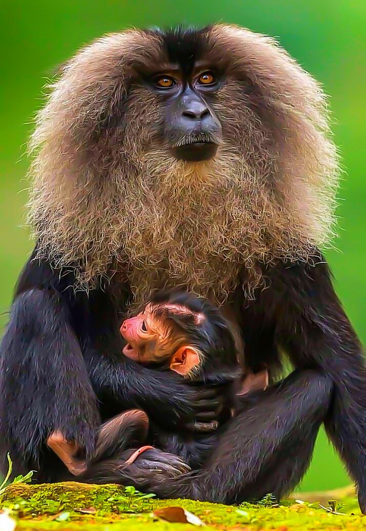 A Lion Tailed Macaque India ??