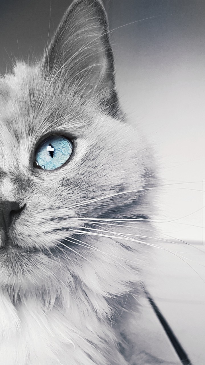 blue eyes
