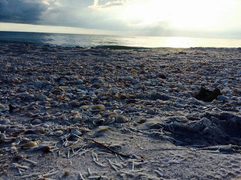Broken seashell land