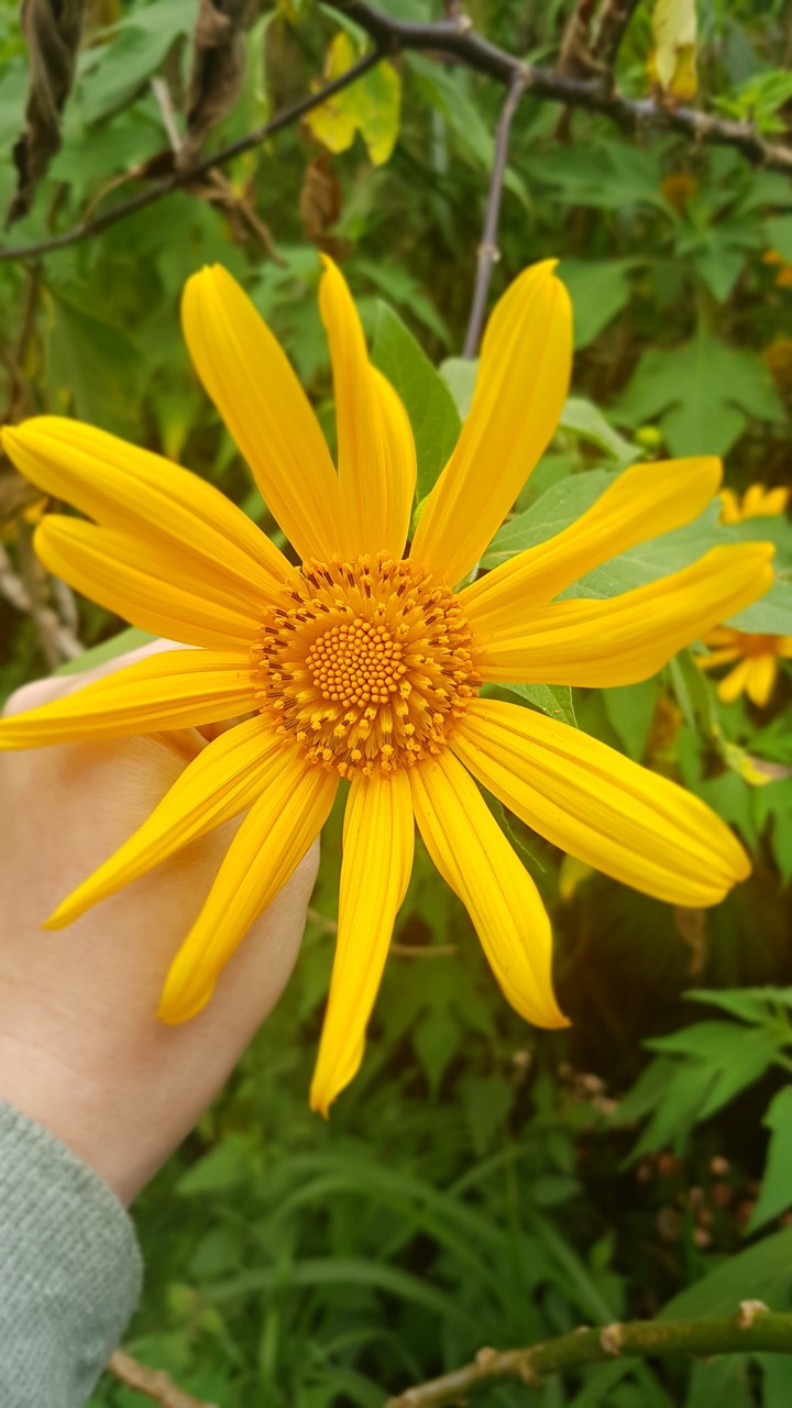 Flower