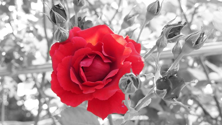 rose