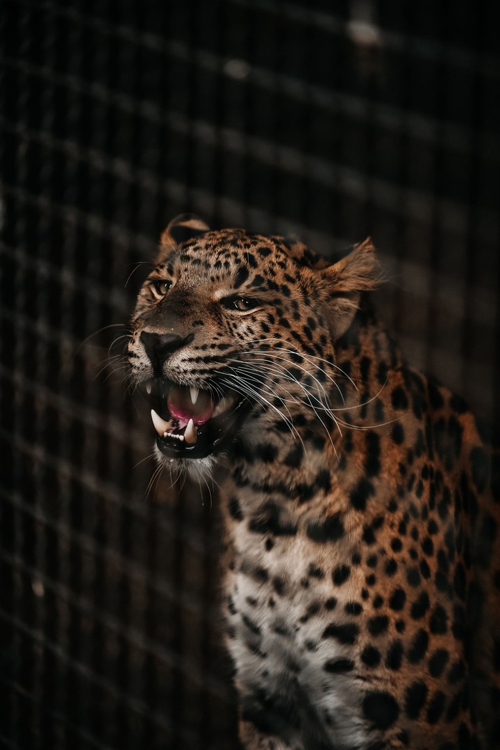 WILD | 2