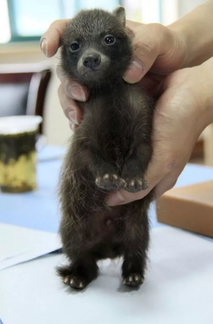 CUTES