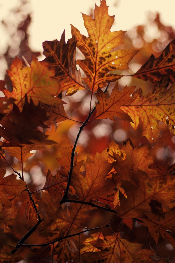 autumn