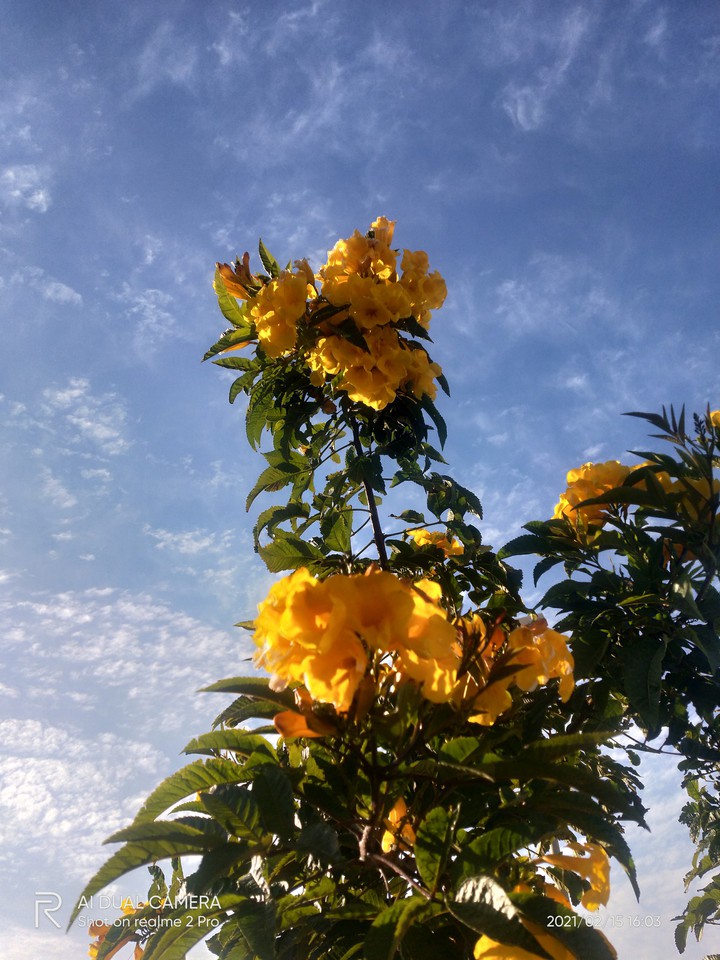 yellow ?