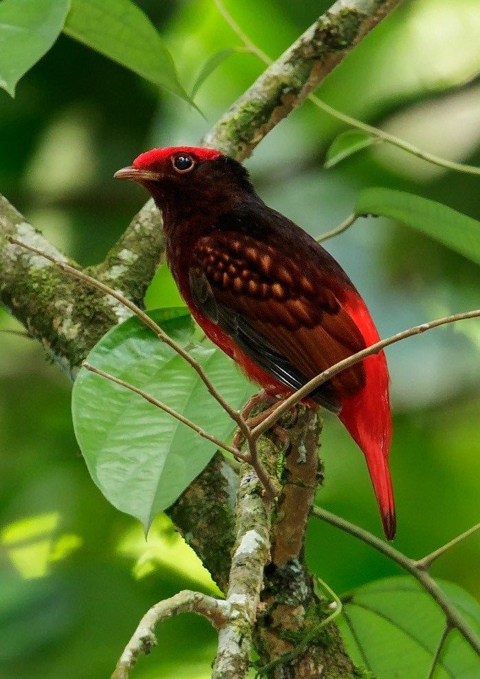 red bird