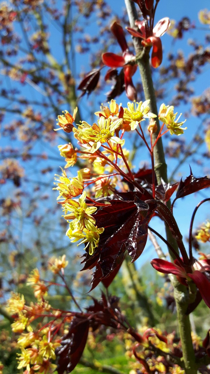 Japanese Maple