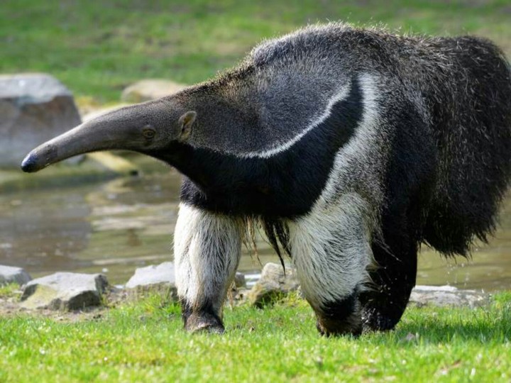 Giant anteater