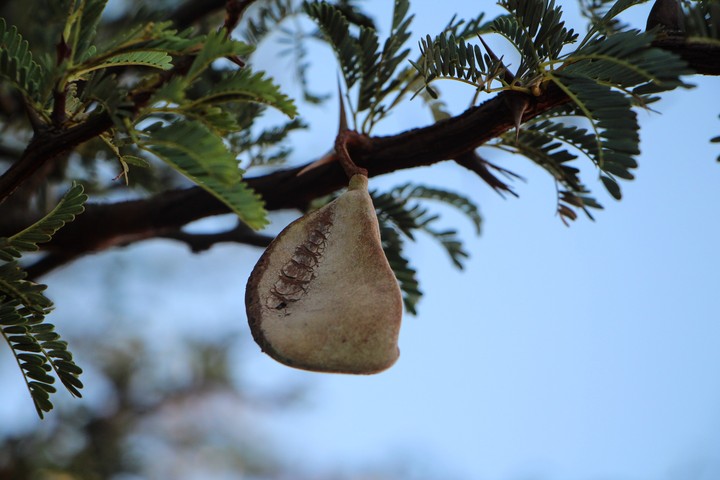 Pod