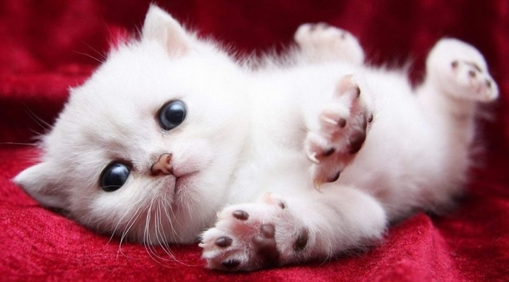 Cute