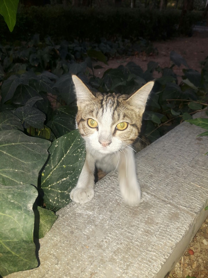 cat_look_
