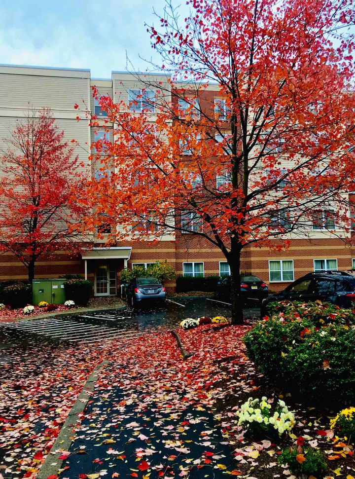 Fall colors