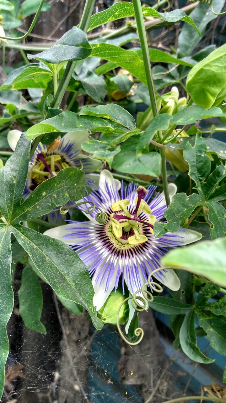 Passiflora