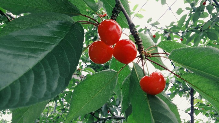 Cherry