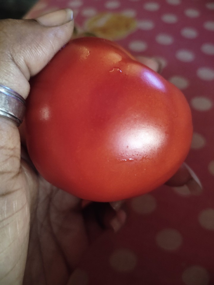 #Tomato ?