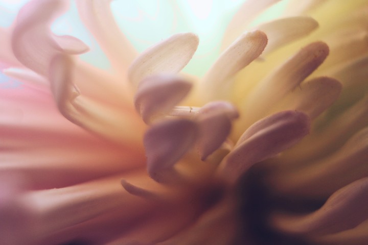 Chrysanthemum