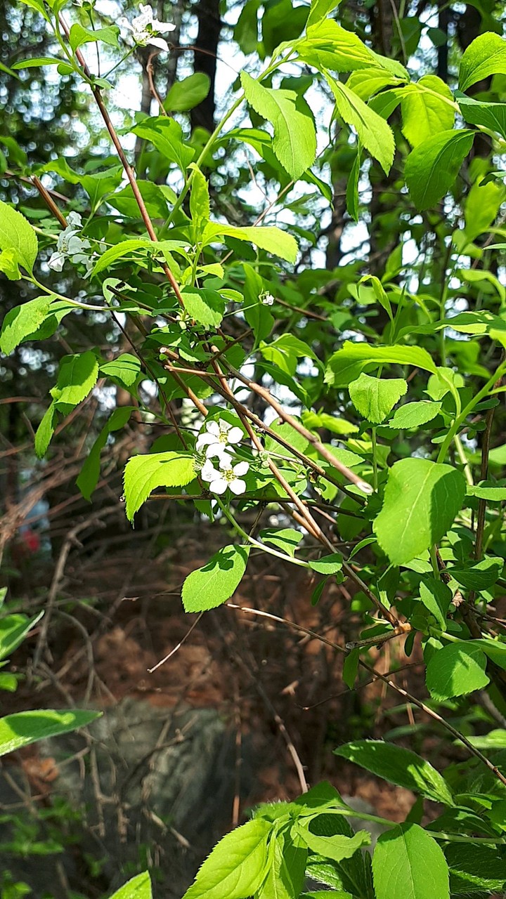 수목원