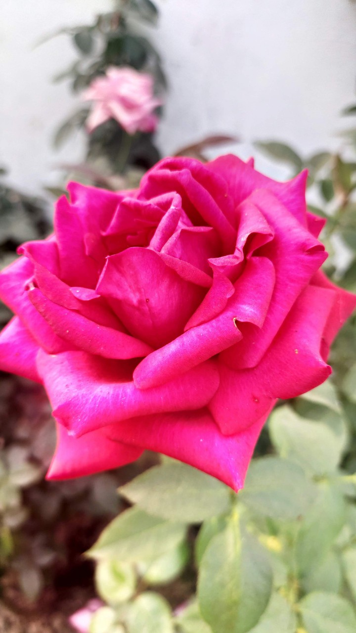 Indian Rose Flower