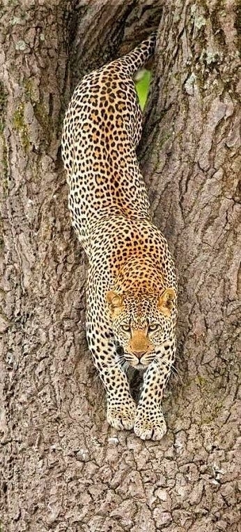 Dangerous beauty