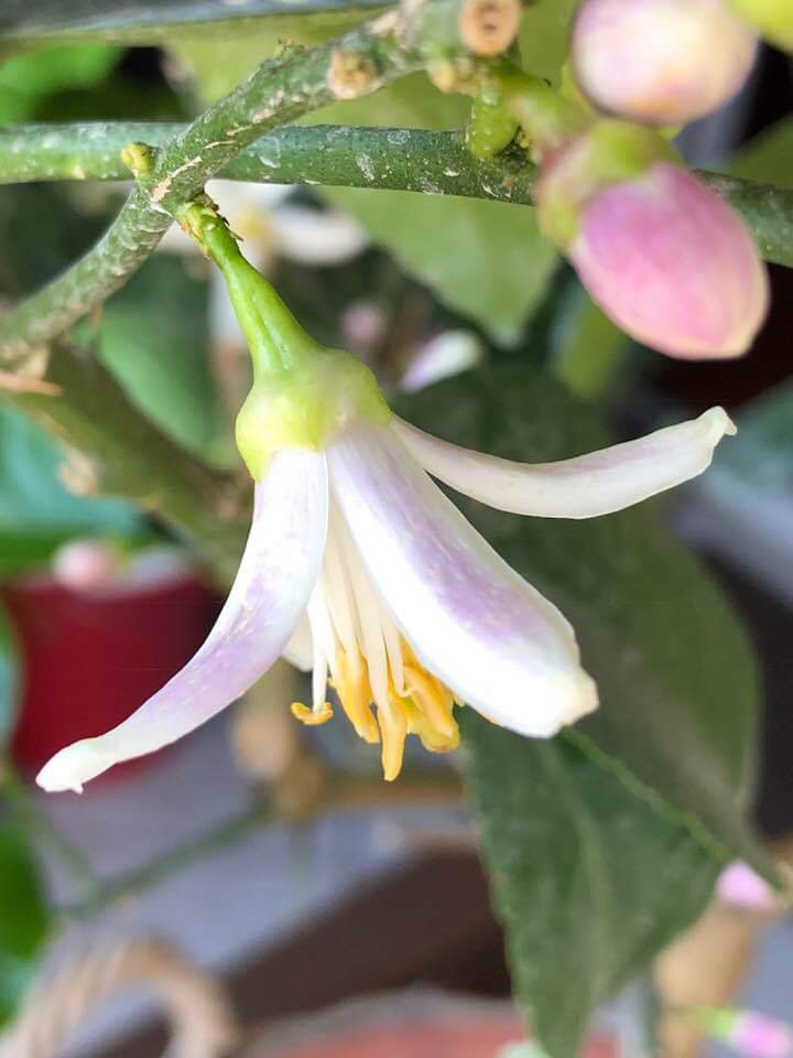 Lemon's flower