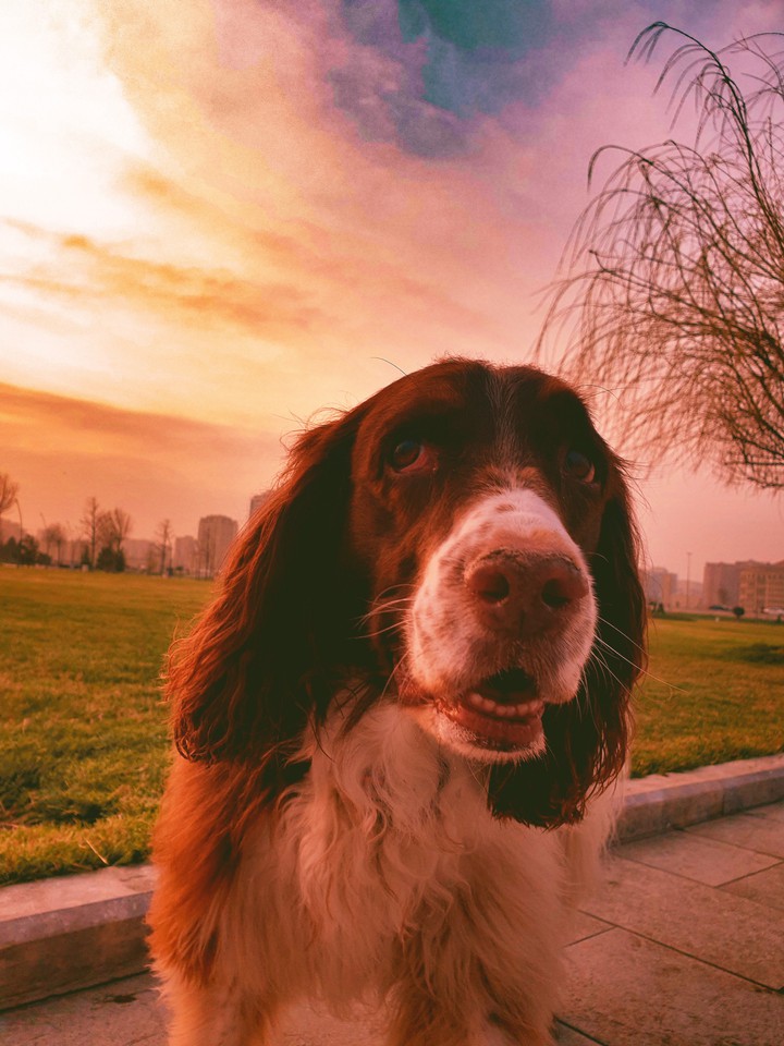 sunset dog