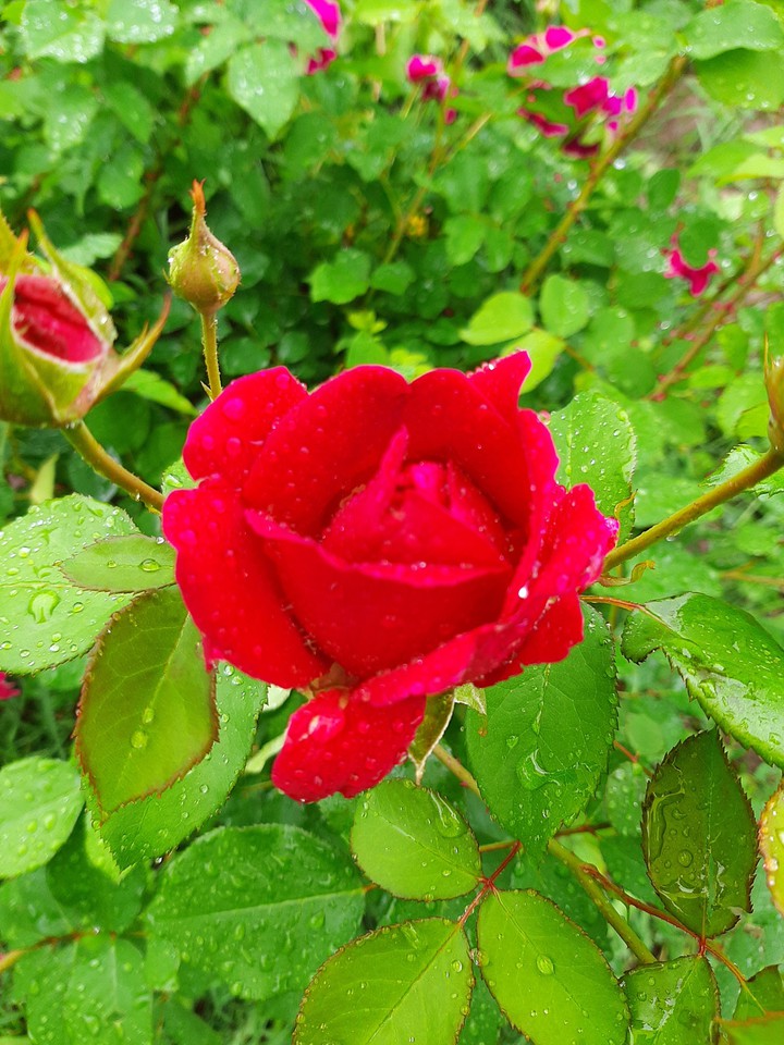 rose