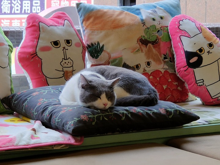 sleep cat